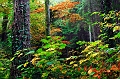 arbre 31_10_09n01
